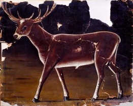 Cerf
