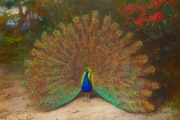 Paon et papillon de paon
