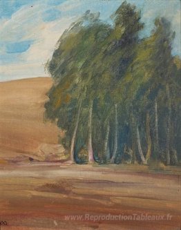 Un bosquet d'arbres balayés par le vent