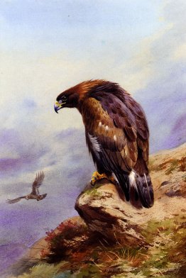 Un aigle doré