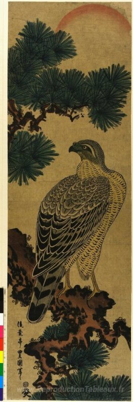 Kachoga. Falcon sur une branche de pin, le soleil levant au-dess