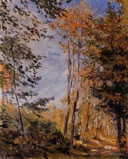 Forêt d'automne