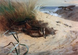 Bois sur les dunes