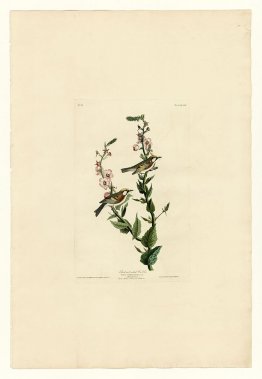 Planche 59. Paruline à côté de châtaignier