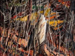 Woods en automne