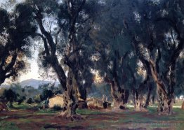 Oliviers à Corfu