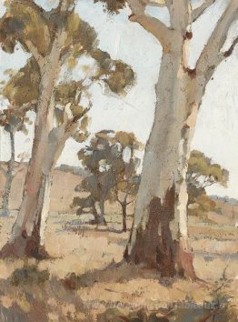 Étude, gommiers, Woodside