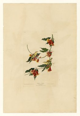 Plaque 65 Rathbone Warbler