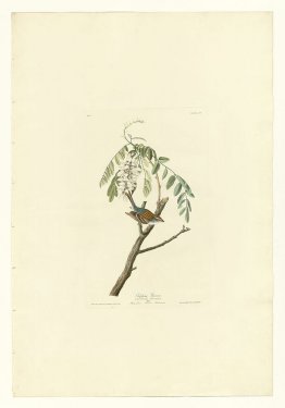 Plaque 104 Chipping Sparrow