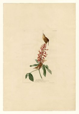 Planche 78 Great Carolina Wren