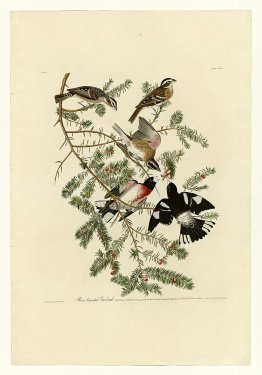 Plaque 127 Grosbeak à poitrine rose