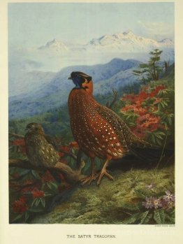 Satyr-Tragopan