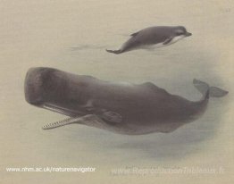 Spermatozoïde et baleine en bouteille