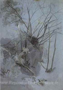 Étude des arbres
