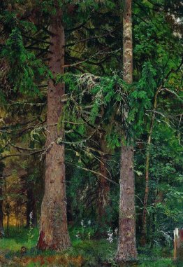 Forêt de sapins
