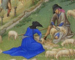 Cisaillement de moutons Juillet