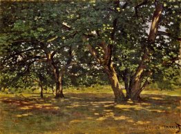Forêt de Fontainebleau