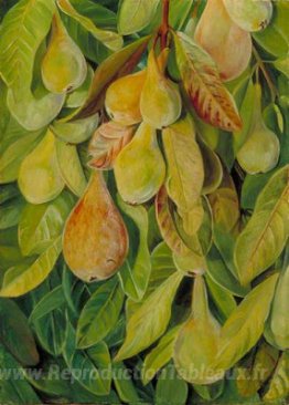 Cabazina Pears, Brésil