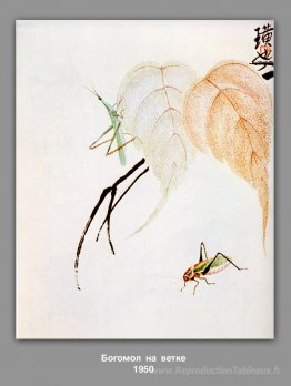 Mantis priant sur une branche