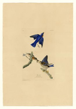 Plaque 113 Blue-Bird