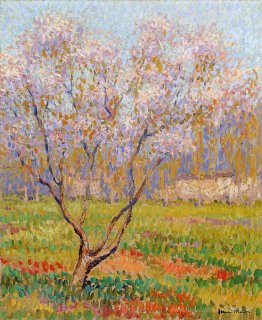 Arbres en fleurs