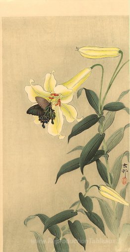 Papillon et lys