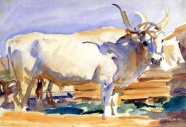 Bœuf blanc à Sienne