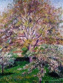 Noiure de mur et pommiers en fleurs à Eragny