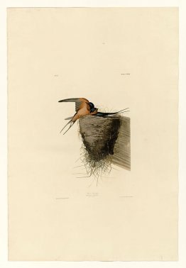 Planche 173 Barn Swallow