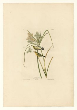 Planche 14. Paruline des prairies