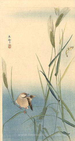Oiseau chanteur sur l'orge