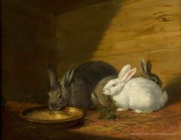 Lapins