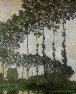 Poplar à Giverny