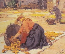 Maïs au soleil