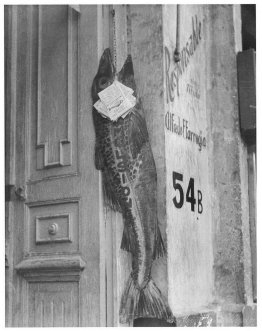 Le gros poisson mange le petit