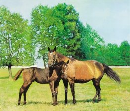 Les chevaux