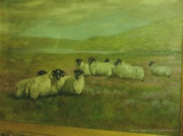 Mouton sur le terrain