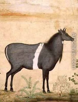 Vache bleue nilgai
