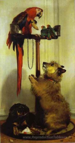 Puppies de macaw, d'oiseaux d'amour, de terrier et d'épannage, a