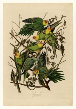 Planche 26. Carolina Parrot