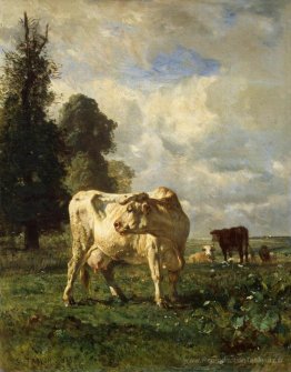 Vaches sur le terrain