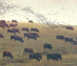 Grackles et Angus