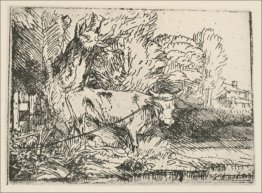Le taureau