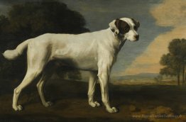 Le vicomte Gormanston's White Dog