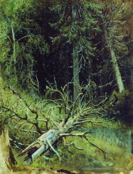 Dans la forêt des sapins