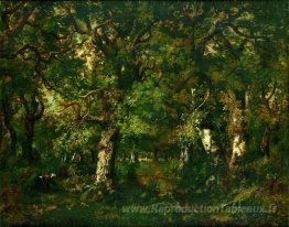 Fagoteuse dans la Forêt