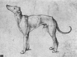 Levrette