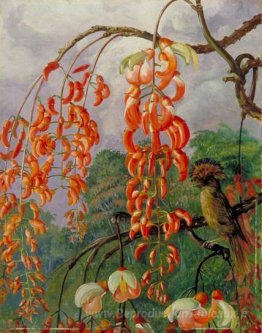 Fleurs d'un arbre de corail et du roi des mouches de mouche, Bré