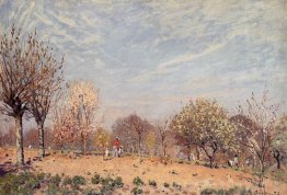 Pommiers en fleur, matin de printemps (pommiers en fleurs louvec