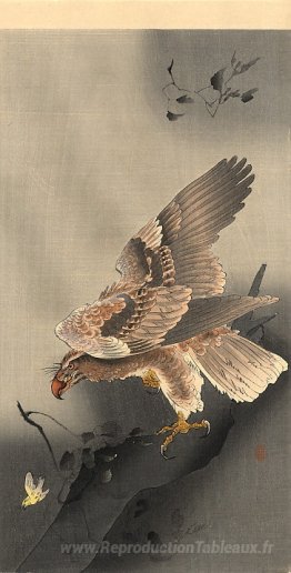 Aigle coulé
